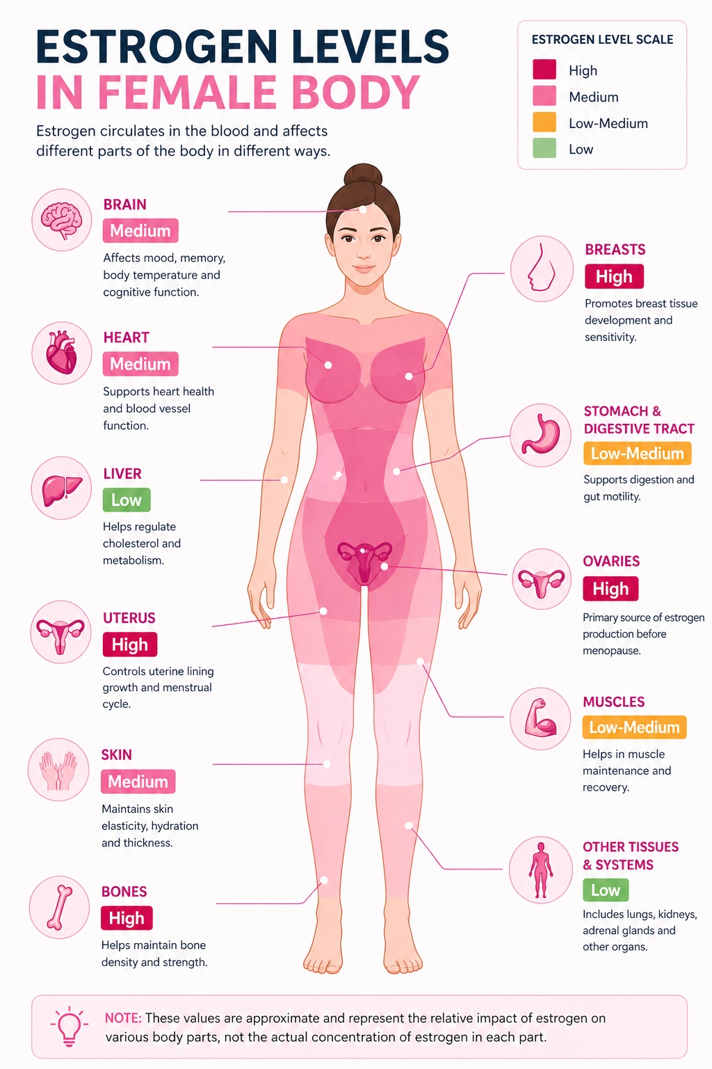 Estrogen Levels in Female Body